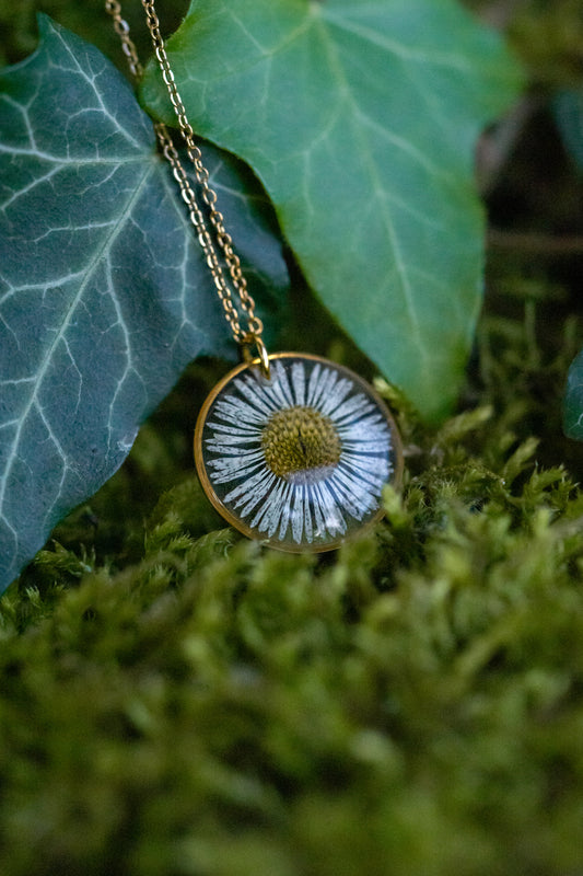 Halskette mit echtem Gänseblümchen | transparent